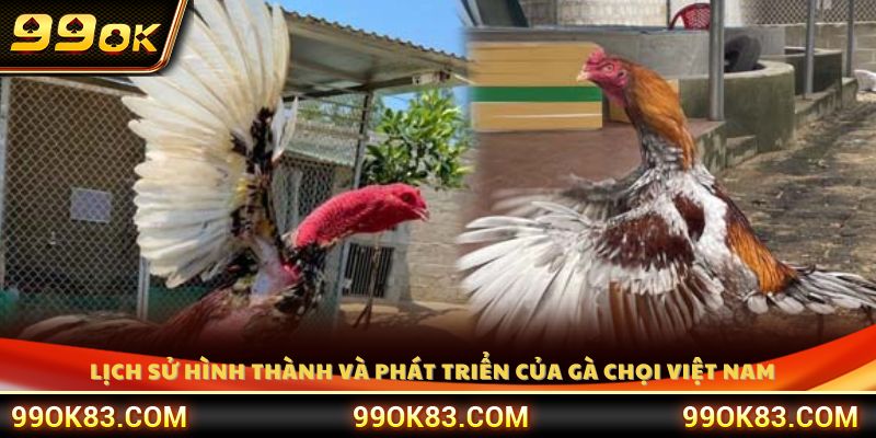 Tìm hiểu nguồn gốc và quá trình phát triển của gà chọi Việt Nam